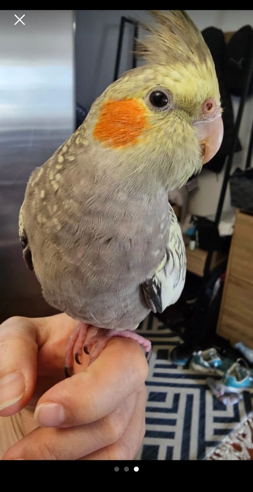 makhmal, a Cockatiel available for adoption in Toronto, ON