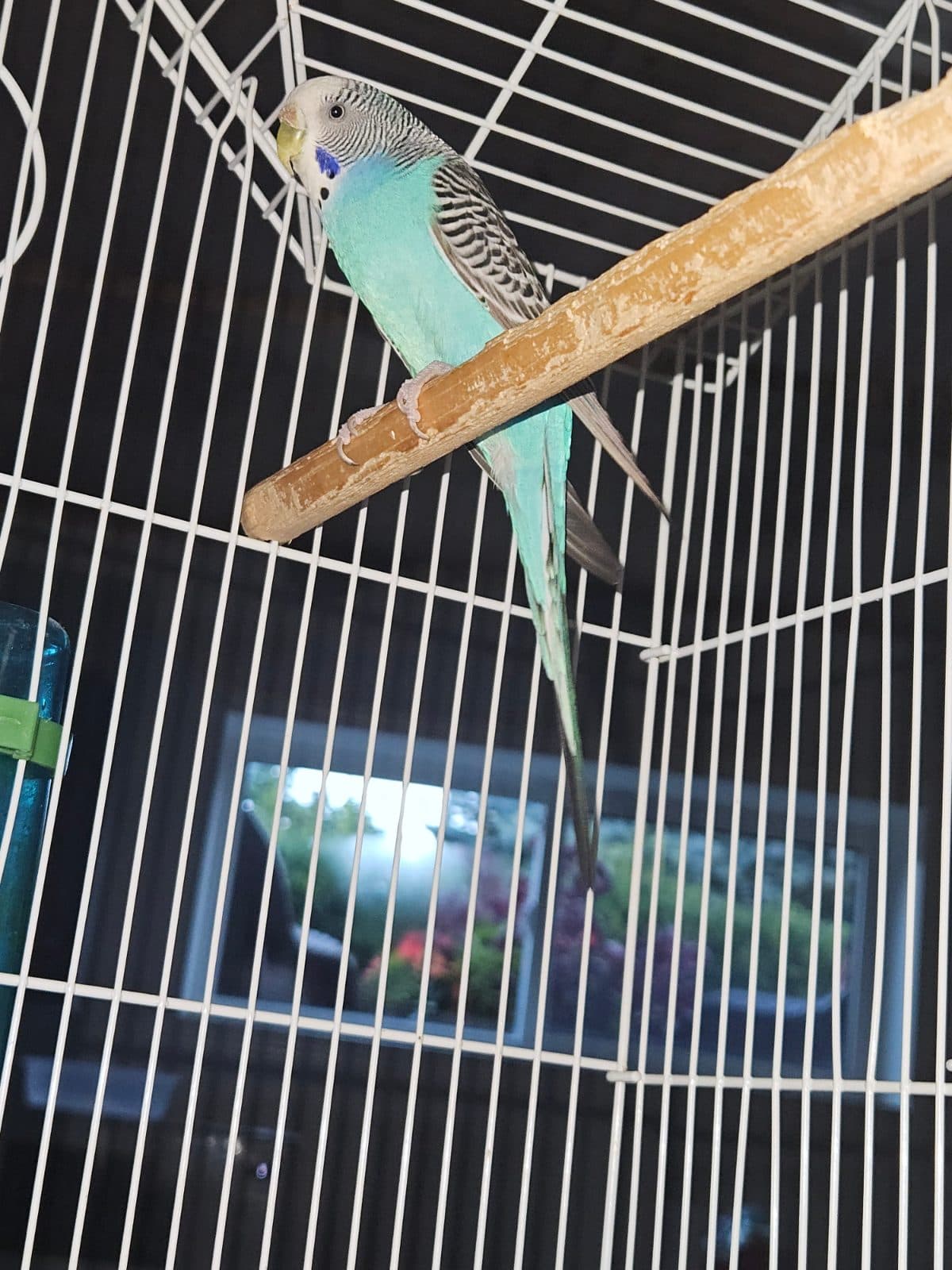 A Budgie available for adoption